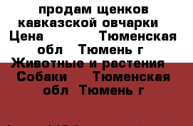продам щенков кавказской овчарки › Цена ­ 3 000 - Тюменская обл., Тюмень г. Животные и растения » Собаки   . Тюменская обл.,Тюмень г.
